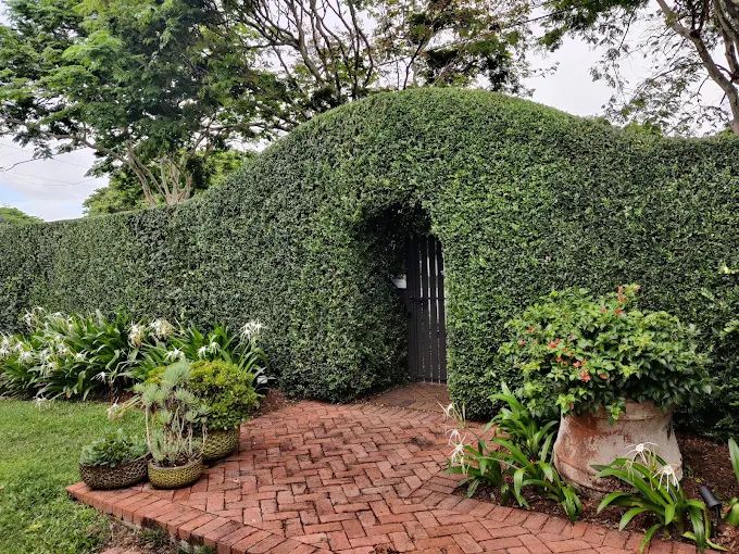 Manicured archway hedge with a garden gate on a Brisbane northside property