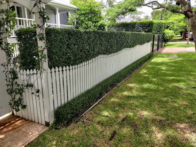 Low hedge trimmed along a white picket fence
