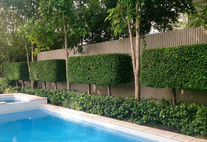 Trimmed hedge screening along a poolside fence line