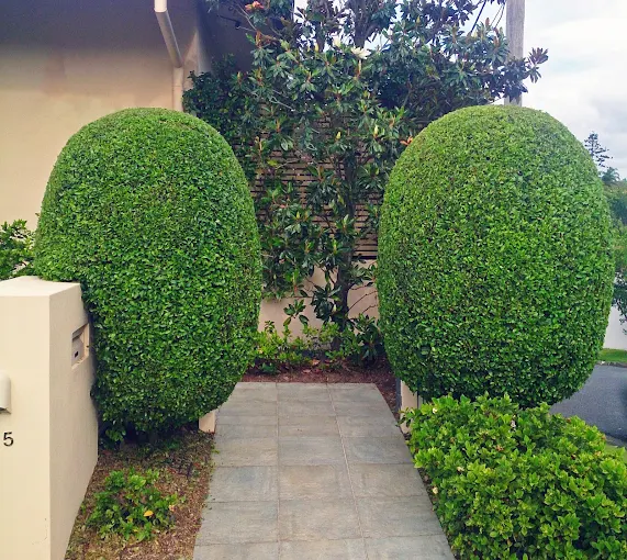 Neatly rounded hedge topiary either side of an entrance path